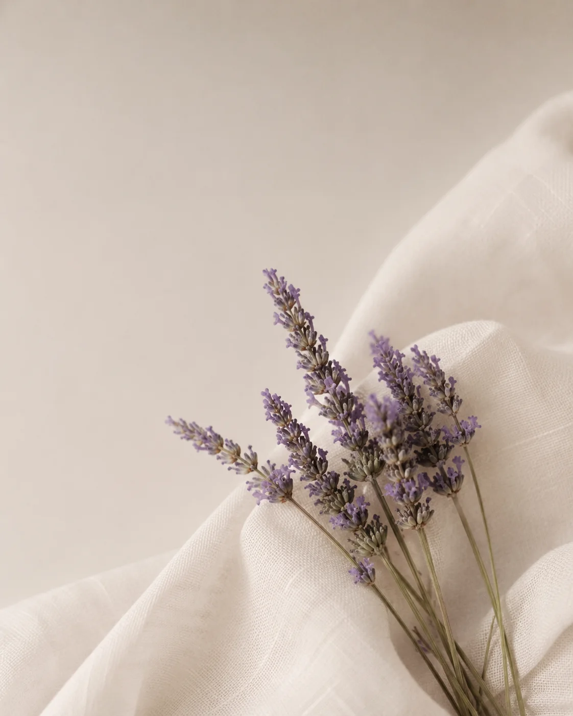 Lavanda em composição sensorial
