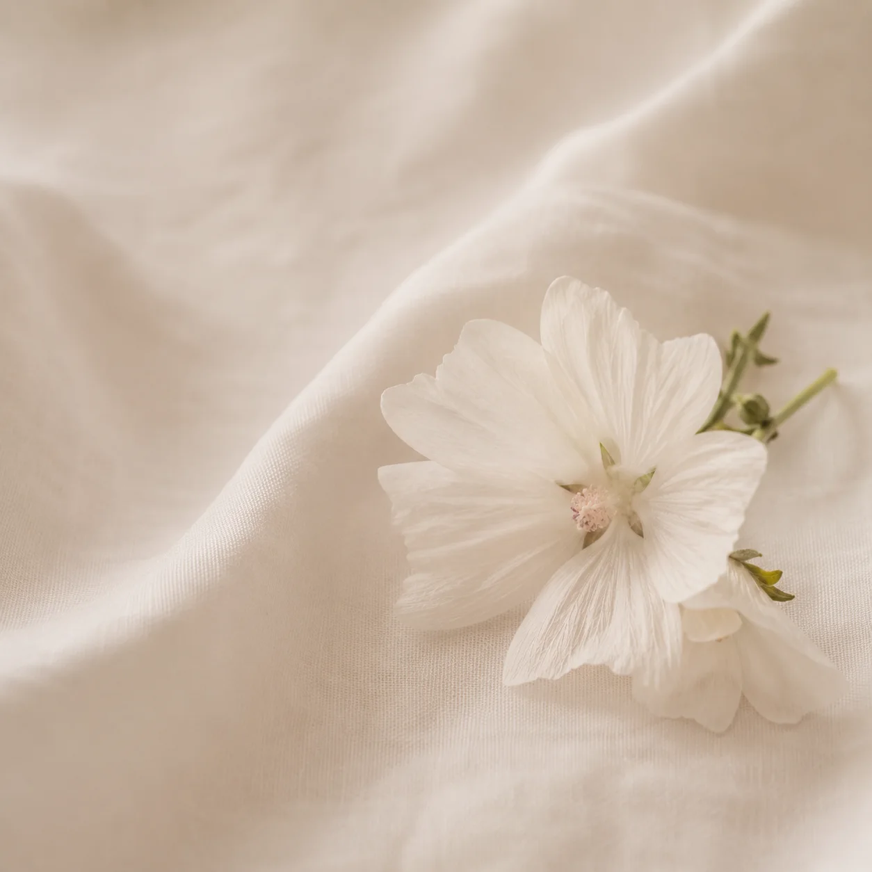 Flor branca em composição fresca